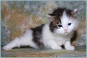 Female Siberian Kitten from Deedlebug Siberians